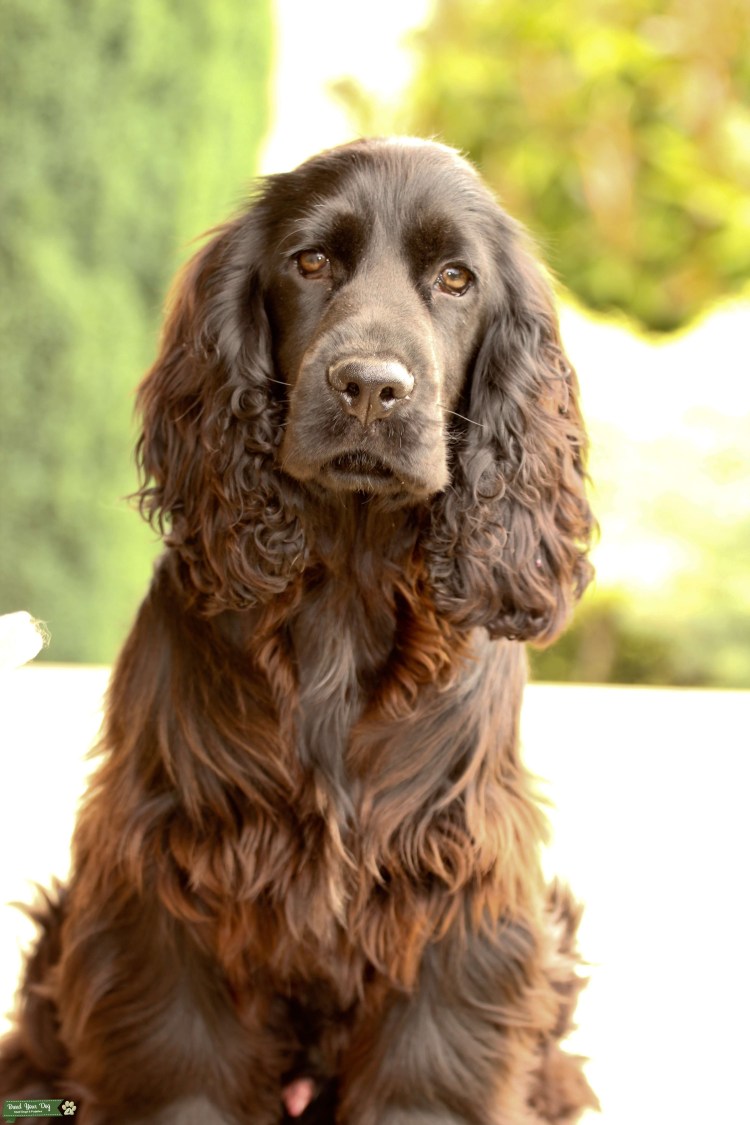 Кокер спаниель мини