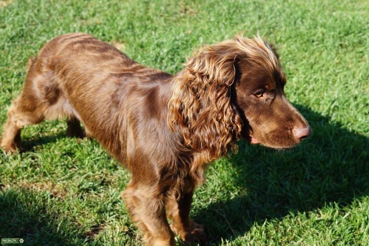 Спаниель виды пород с фото