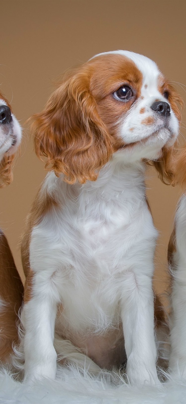 Бойкин спаниель