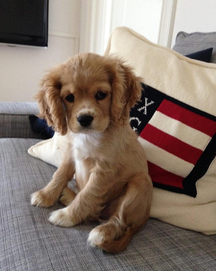 Кокер спаниель кавалер