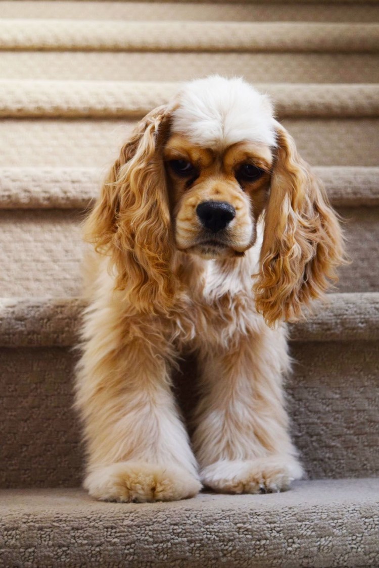 Кавалер кинчарс спаниель