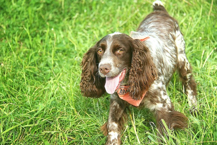 Кокер спаниель кудрявый
