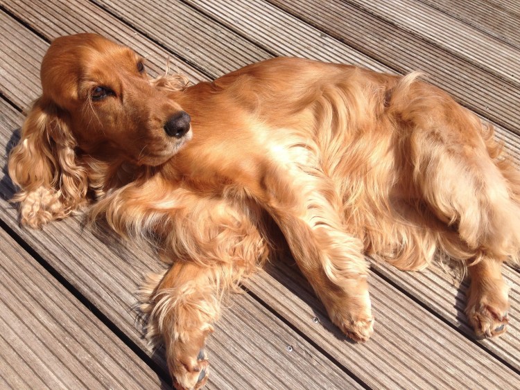 Кокер спаниель пятнистый