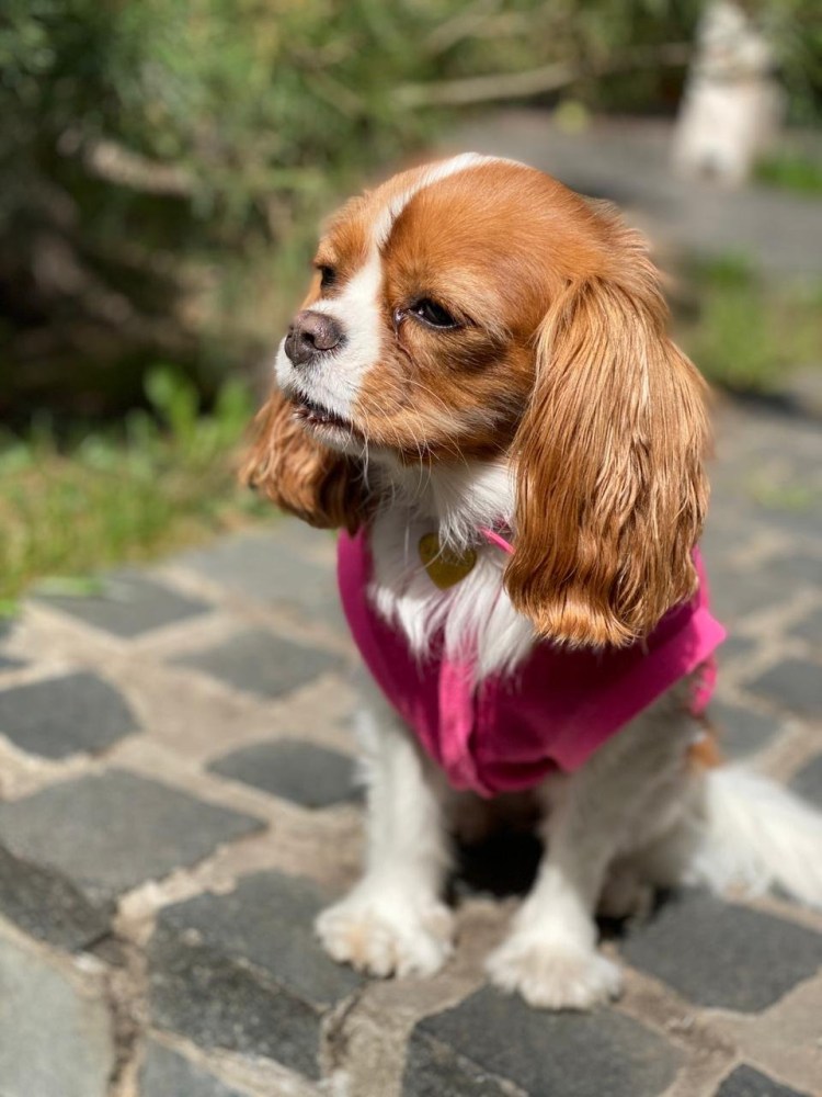 Порода кокер спаниель