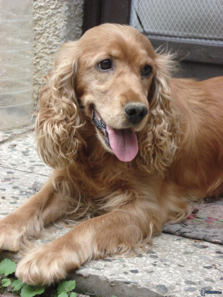 Золотистый кокер спаниель