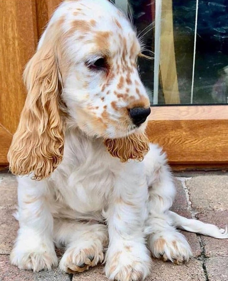 Спаниель собака английский кокер Филд