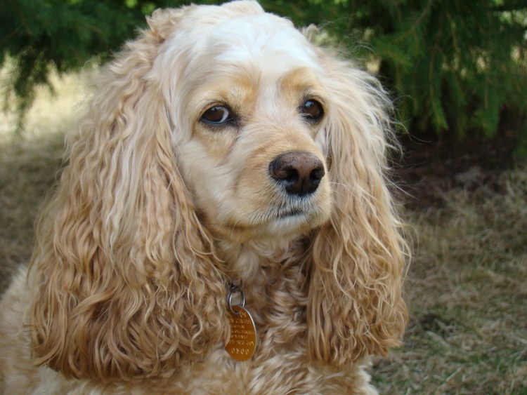 Суссекс спаниель