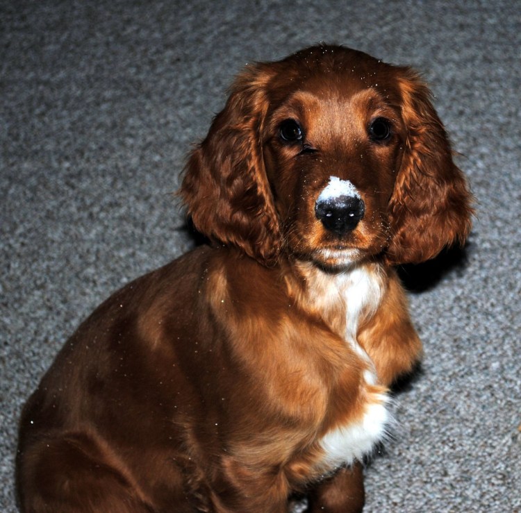 Американский кокер спаниель