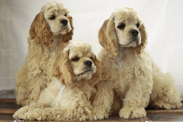 Русский охотничий спаниель