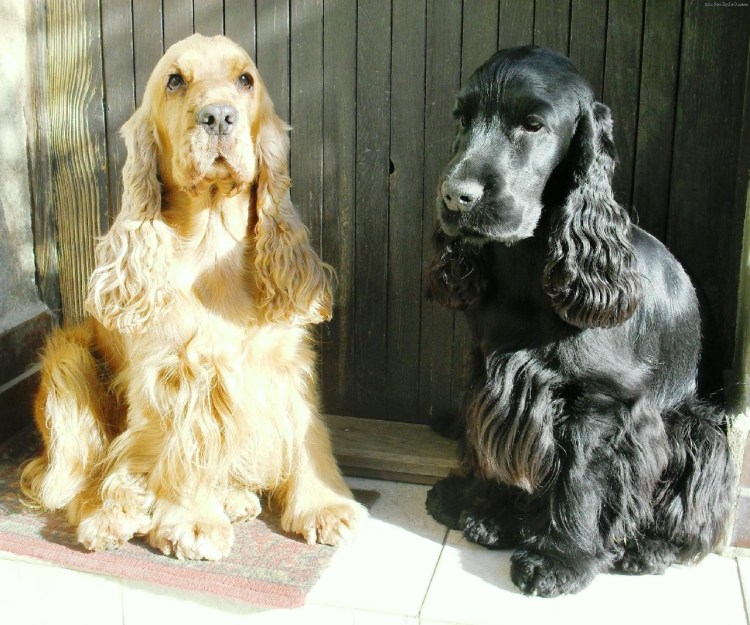 Кокер спаниель мини