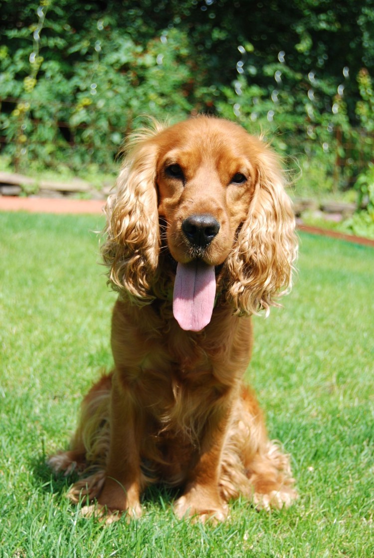 Американский кокер спаниель