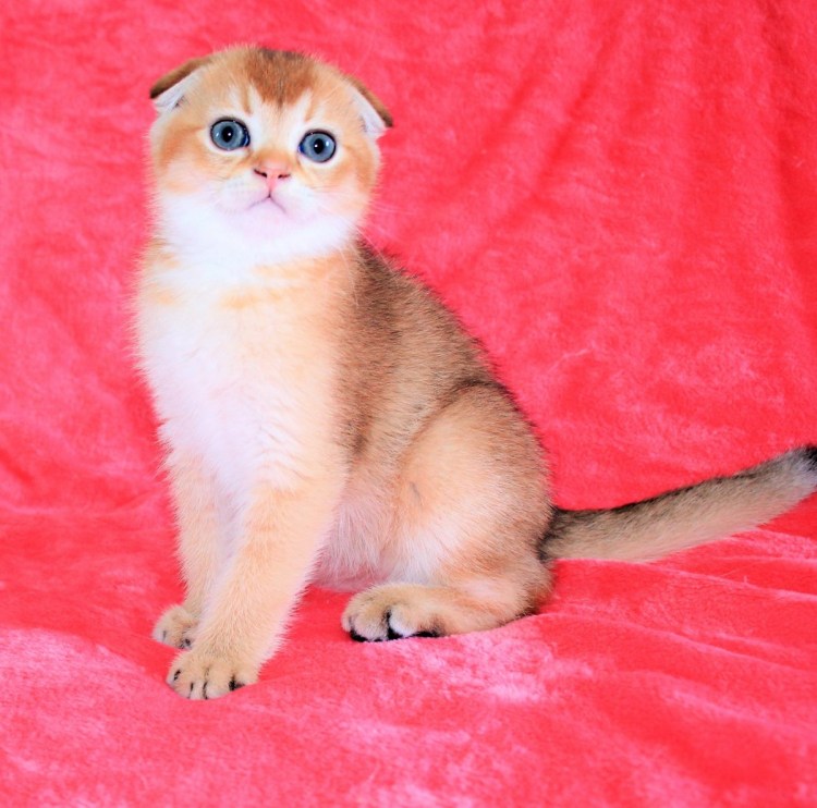 Шотландская короткошерстная шиншилла