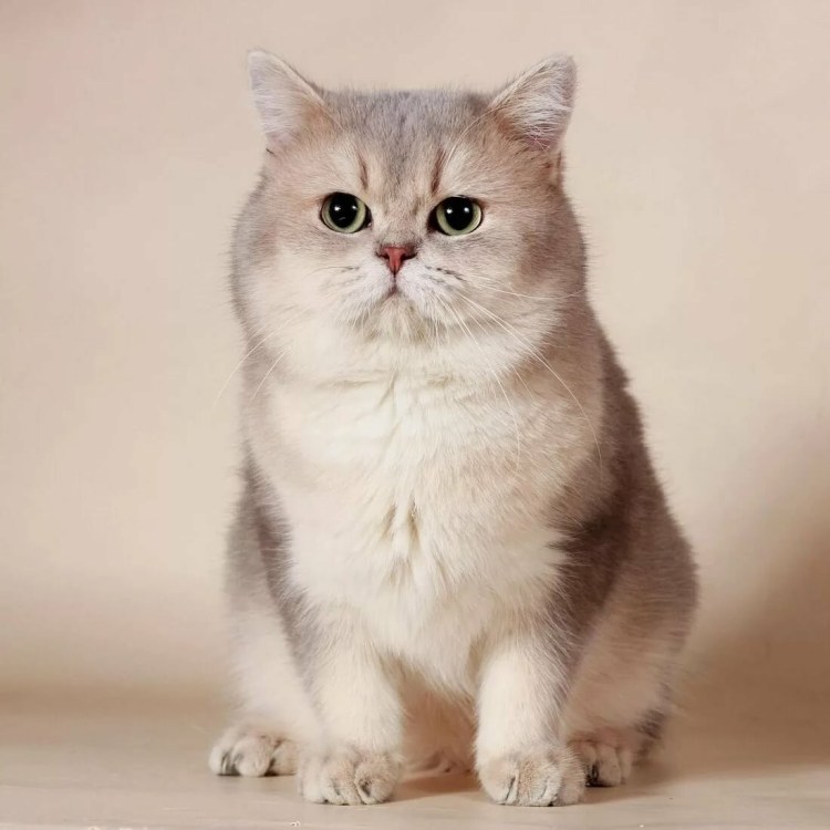 Британская тикированная шиншилла