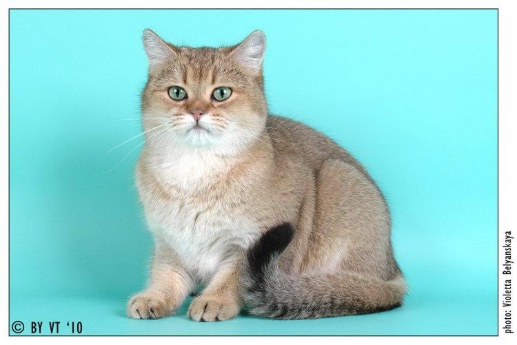 Короткошёрстный британец окраса ny25