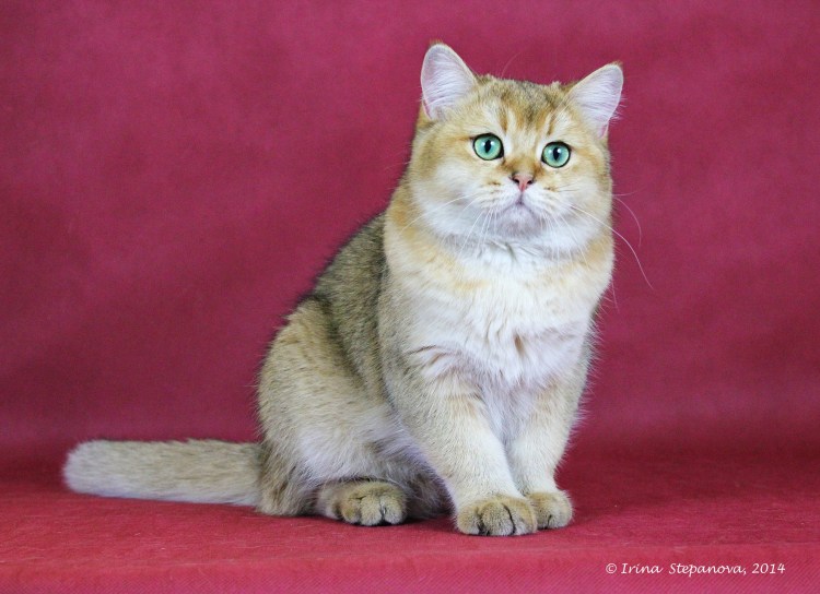 Британская мраморная шиншилла