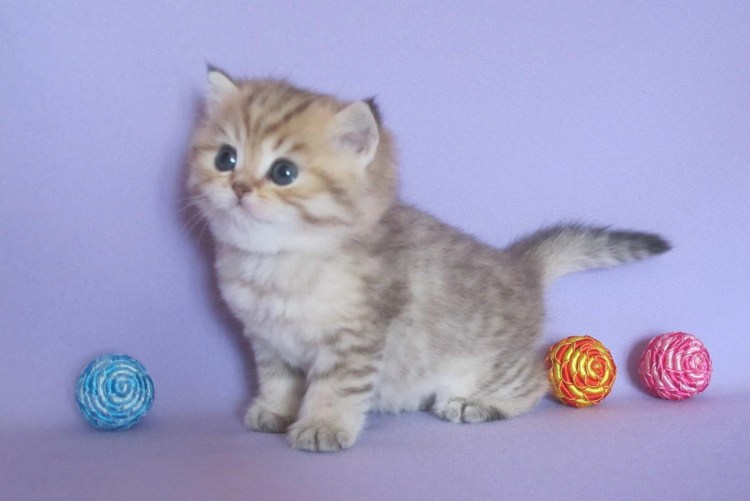 Кот голубое золото окрас