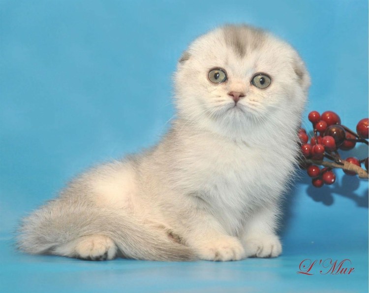 Лиловый золотой тикированный шотландец