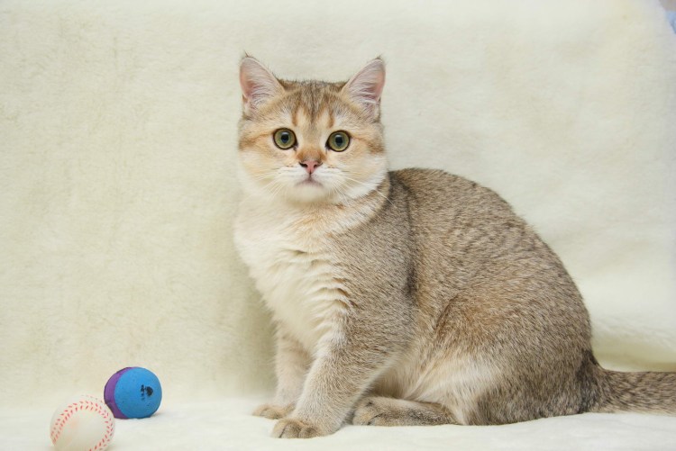 Шотландская серебристая шиншилла