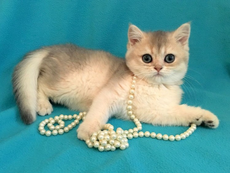 Шотландская короткошерстная шиншилла