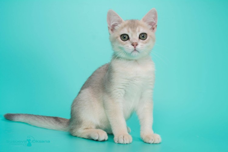 Скоттиш страйт голубая шиншилла