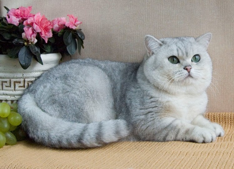 Шотландская короткошерстная шиншилла