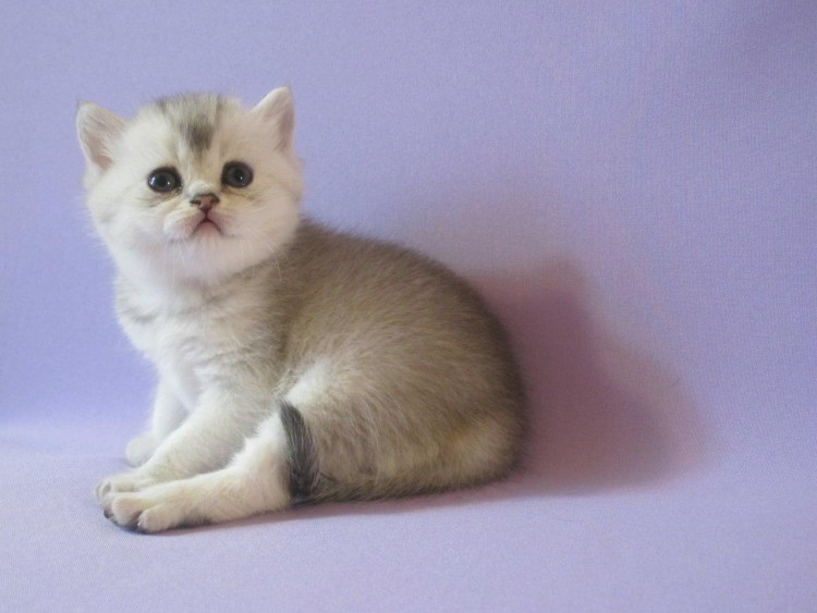 Серебристая шиншилла кот