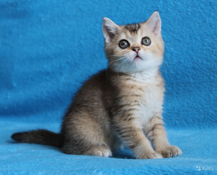 Золотой черный затушеванный короткошерстный британец