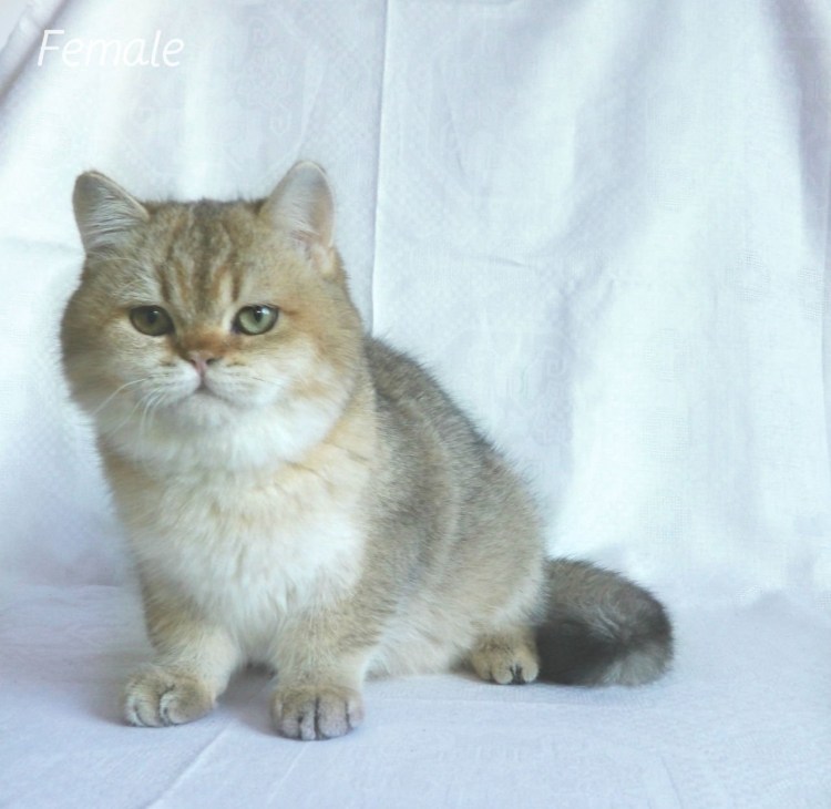 Голубая Золотая тикированная шиншилла