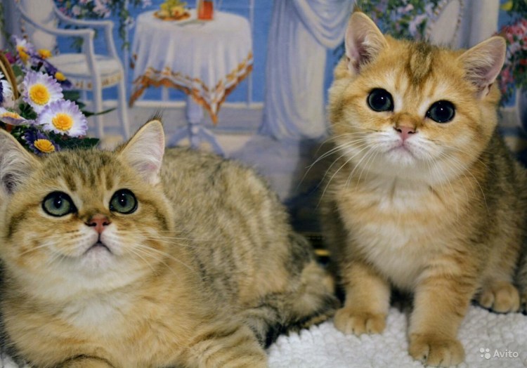 Золотая шиншилла фолд