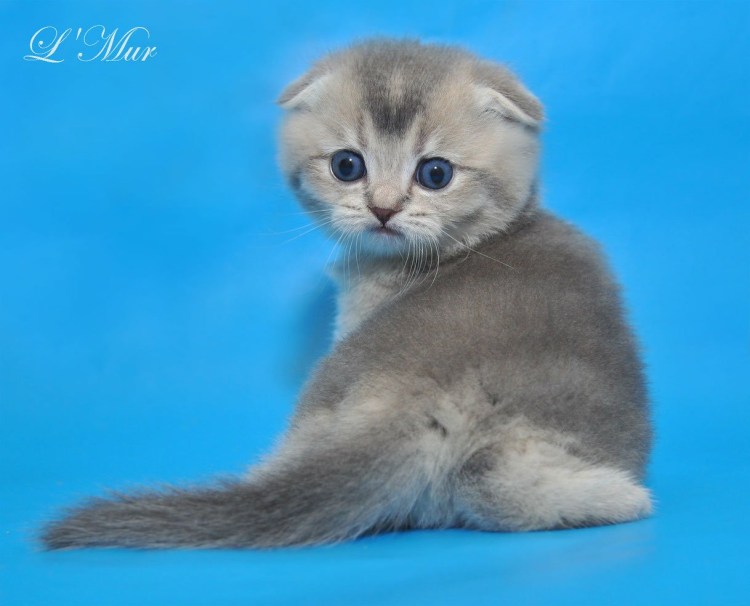 Скоттиш фолд голубое золото