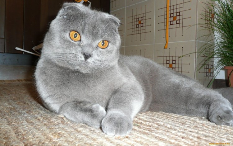 Арман кошка