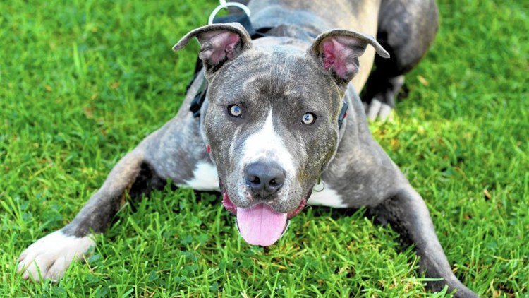 Пит терьер питбультерьер