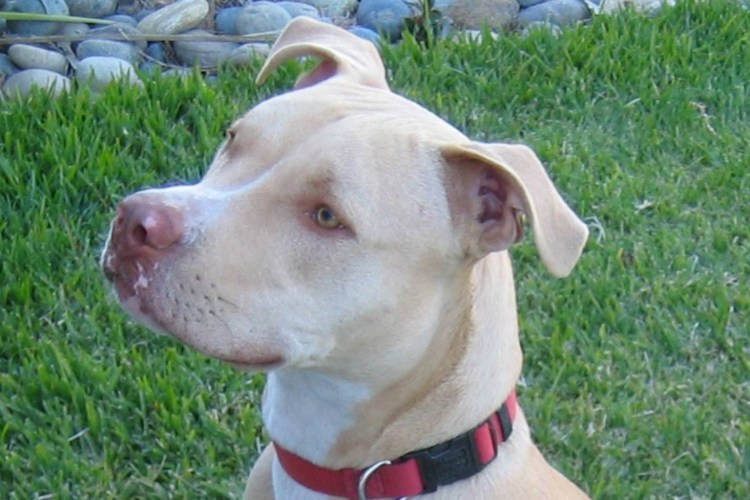 Ирландский стаффордширский бультерьер