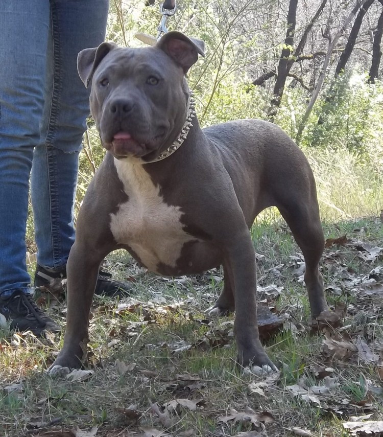Американский питбультерьер Титан