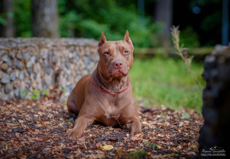 Питбуль американский питбультерьер