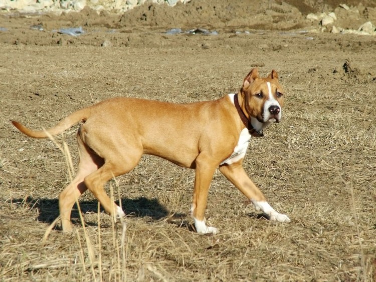 Американский питбультерьер