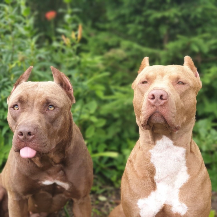 Американский питбультерьер