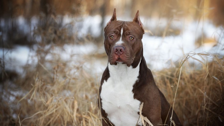 Стаффордширский терьер американский питбультерьер