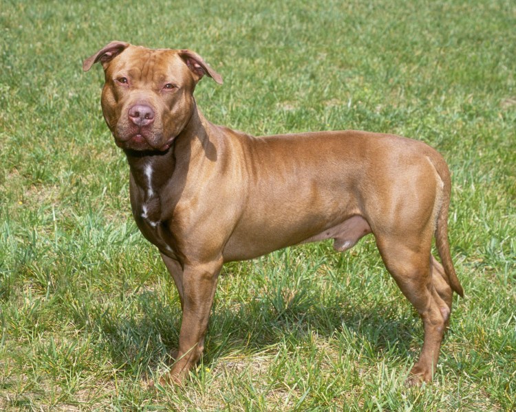 Собака американский питбультерьер