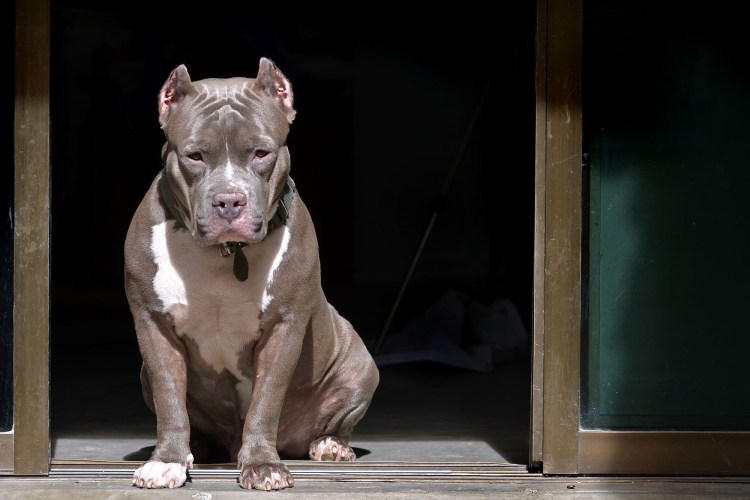 Американский питбуль сидит