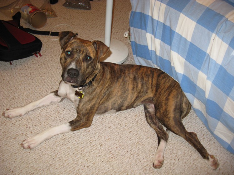 Американский стаффордширский терьер терьерного типа