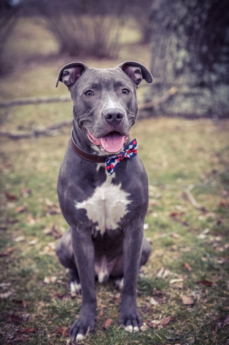 Стаффордширский терьер американский питбультерьер