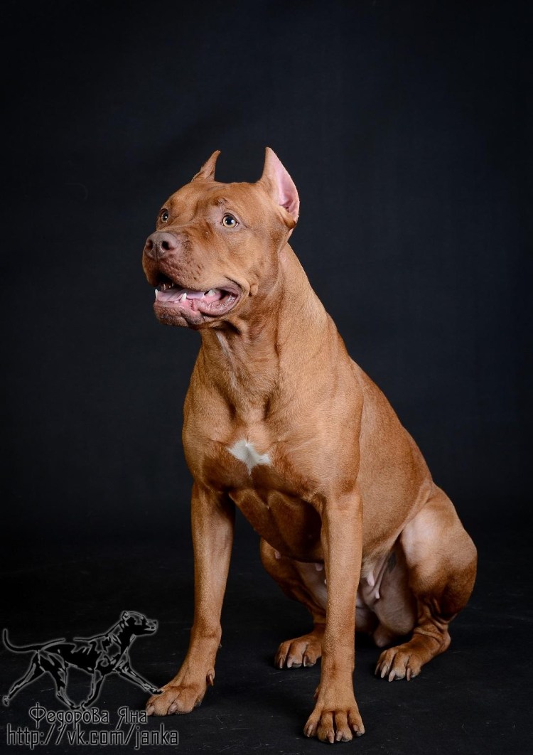 Прайтер терьер