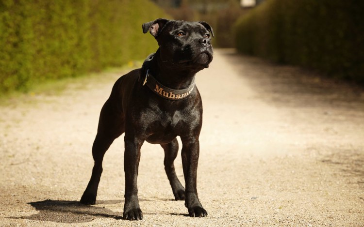 Американский питбультерьер редноуз