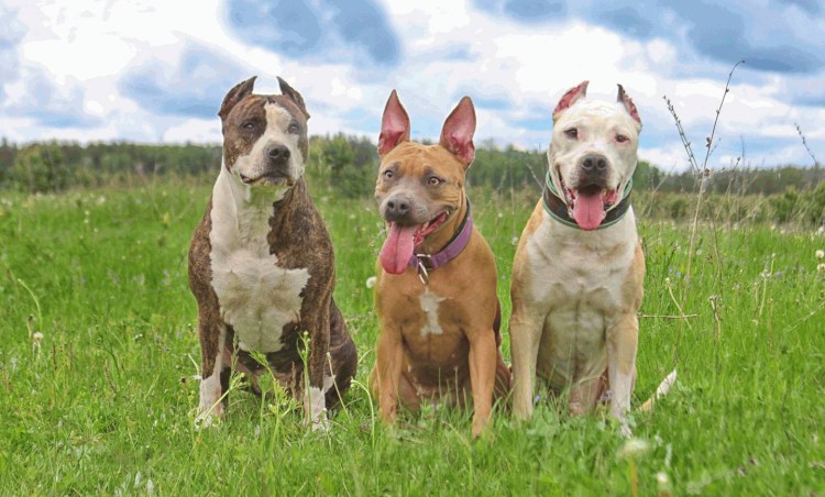 Питбультерьер и стаффордширский терьер