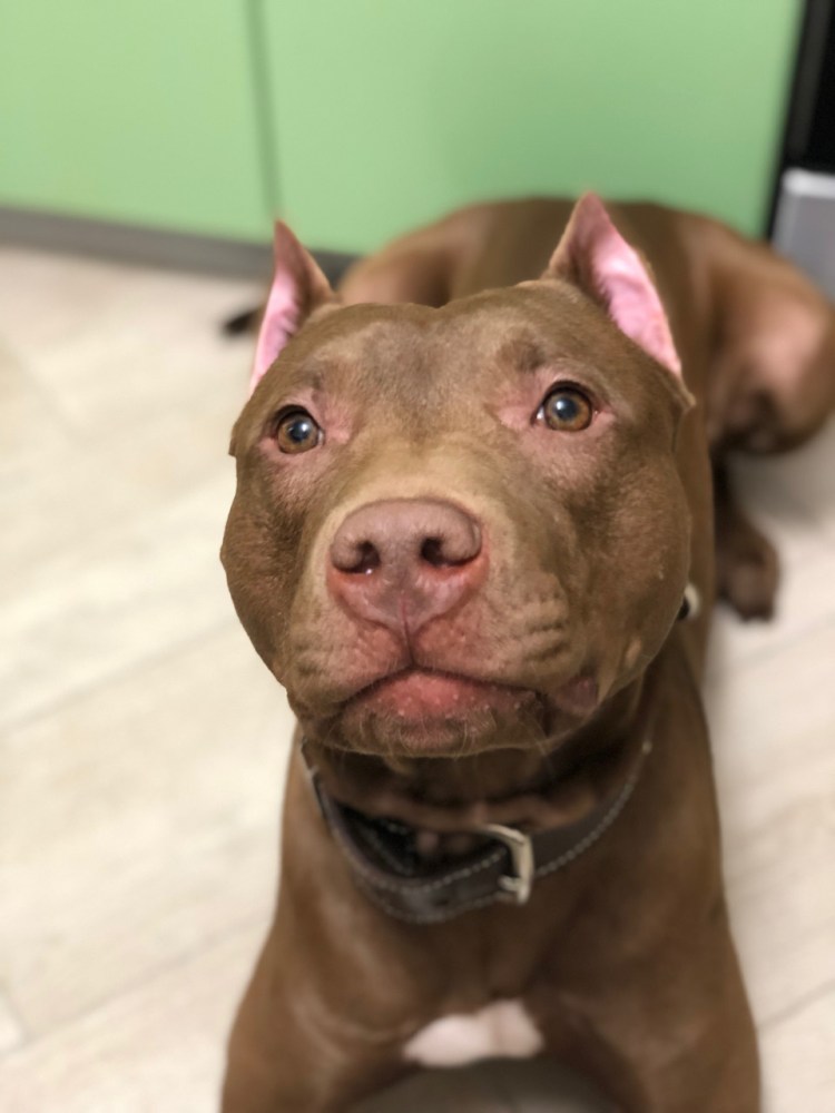 Питбультерьер xs6