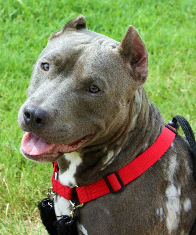 Американский бультерьер