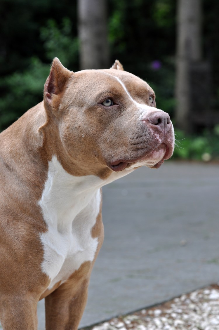 Стаффордширский терьер булли