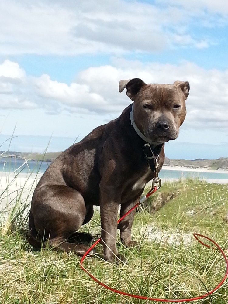 Стаффордширский терьер белый