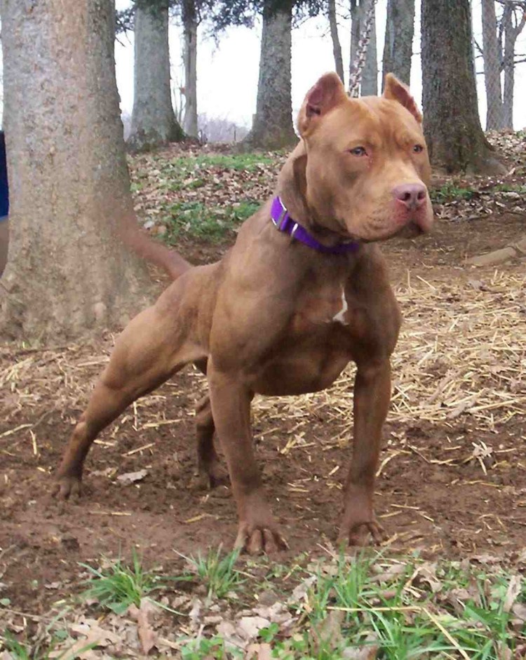 Американский стаффордширский терьер рыжий